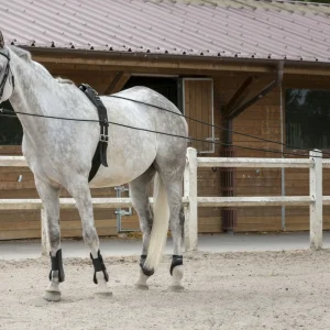 Longues rênes 10 mètres
