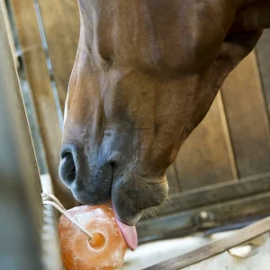 Pierre à sel de l'Himalaya