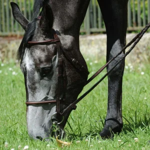 Bridon Atherstone tout cuir